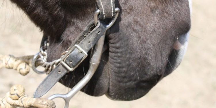Wędzidło w pysku konia