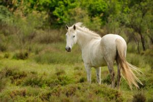 Biały koń rasy camargue na łące